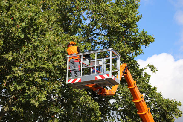 Trusted Cambridge, MN  Tree Services Experts