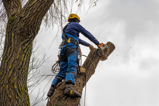 Best Tree Cabling and Bracing  in Cambridge, MN