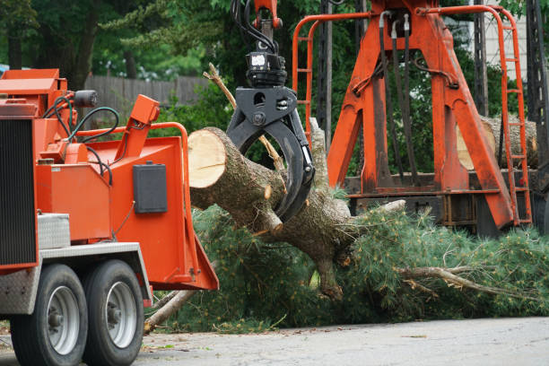 Best Hedge Trimming  in Cambridge, MN